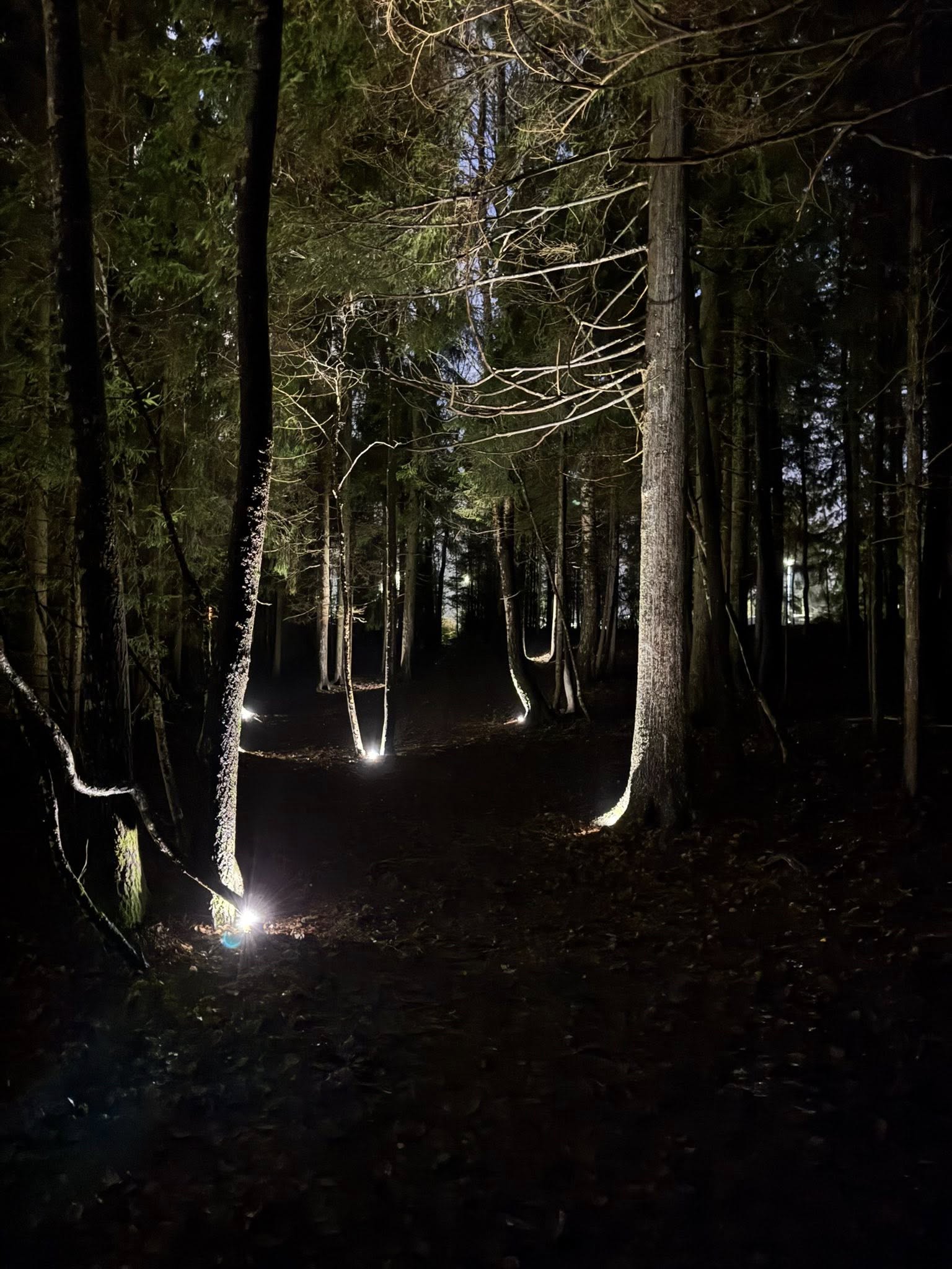 Glow-runde i skogen
